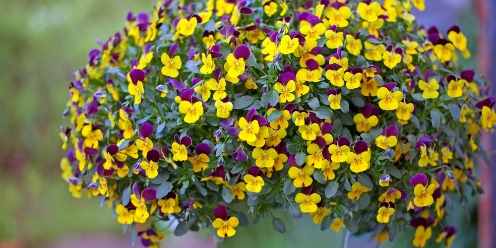 Pansy Winter Hanging Basket