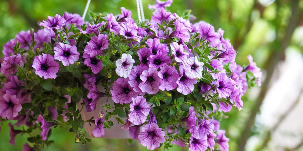 hanging basket to attract birds