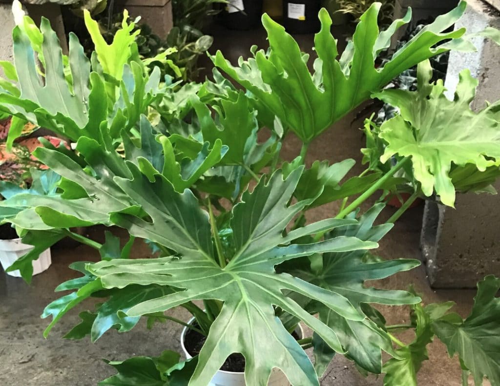 Philodendron Lickety Split Care