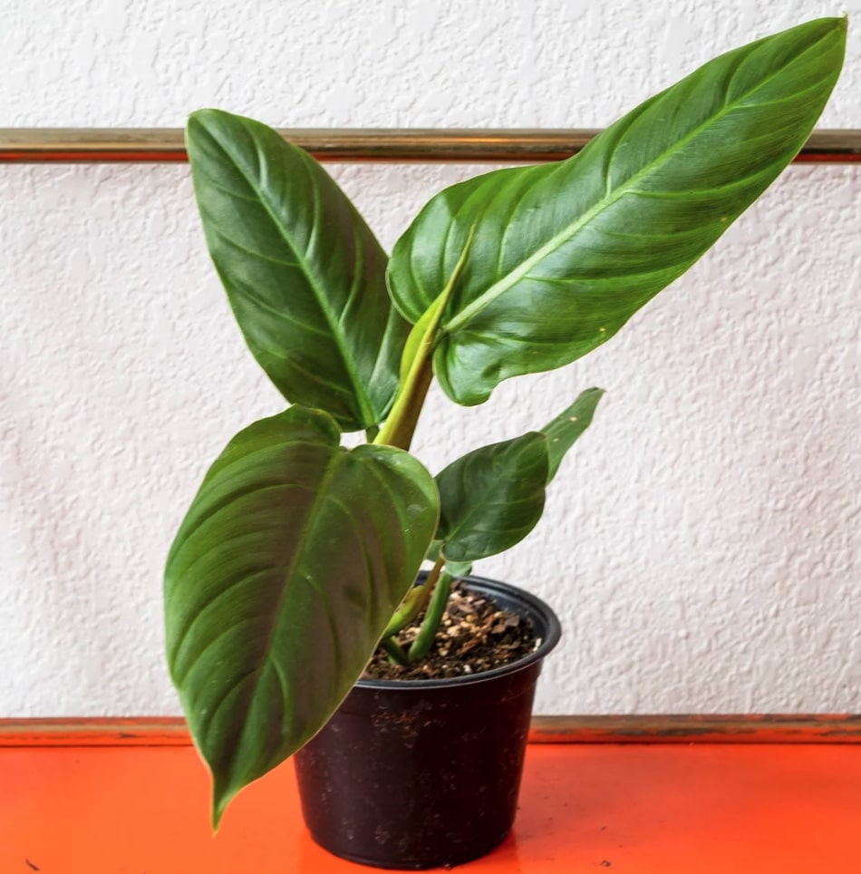 Philodendron Subhastatum Care