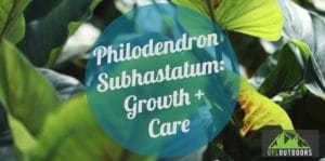 Philodendron Subhastatum Plant Guide