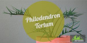 Philodendron Tortum Guide