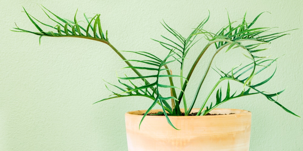 Philodendron Tortum
