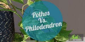 Philodendron Vs Pothos