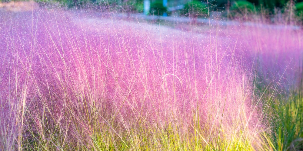 Pink Mulley Grass