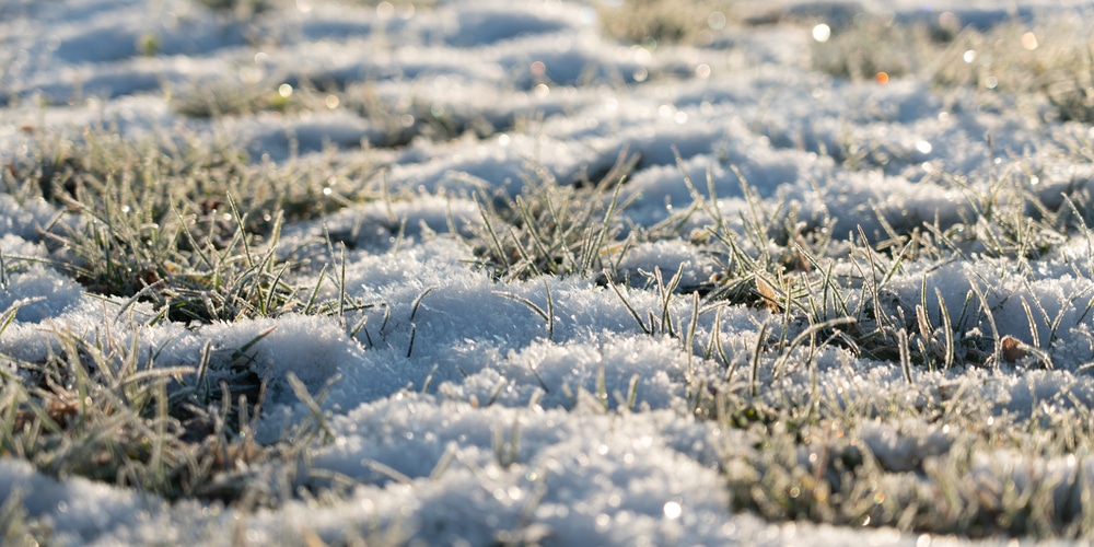 Planting Zoysia Grass in Winter