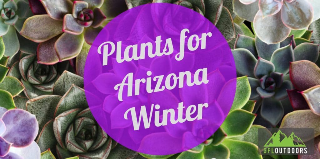 The Best Plants for an Arizona Winter GFL Outdoors