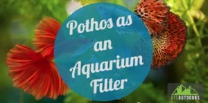 Pothos Aquarium Filtration