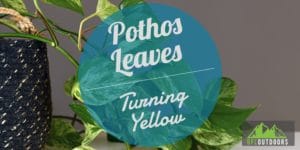 Pothos Turned yellow
