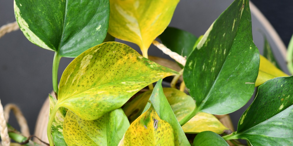 brown spots on pothos leaves