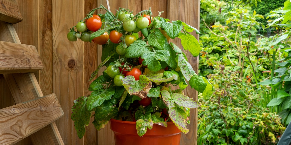 Potted Tomato Indoors