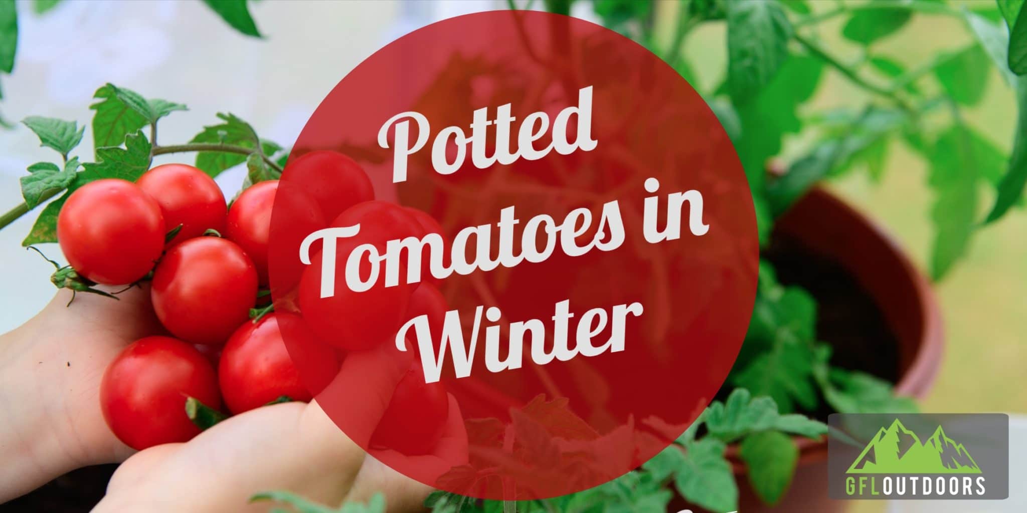 What to do With Potted Tomato Plants in Winter? GFL Outdoors