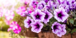 yellowing leaves on petunias