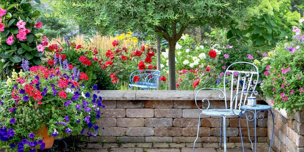 Red Mandevilla Care