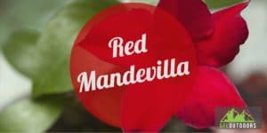 Red Mandevilla Growth and Care