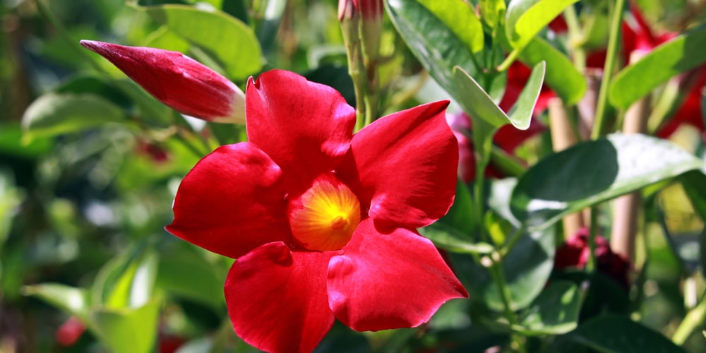 Red Mandevilla