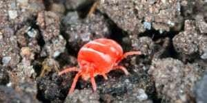 chiggers georgia