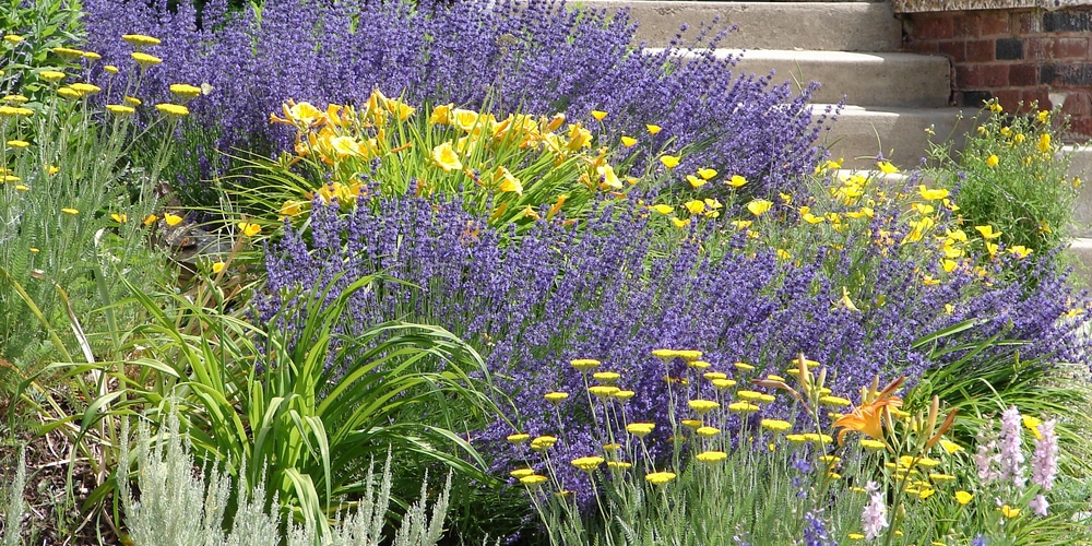 russian sage vs lavender