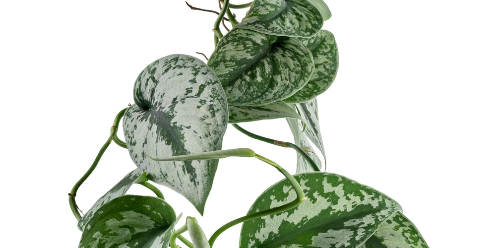 Satin Pothos Propagation