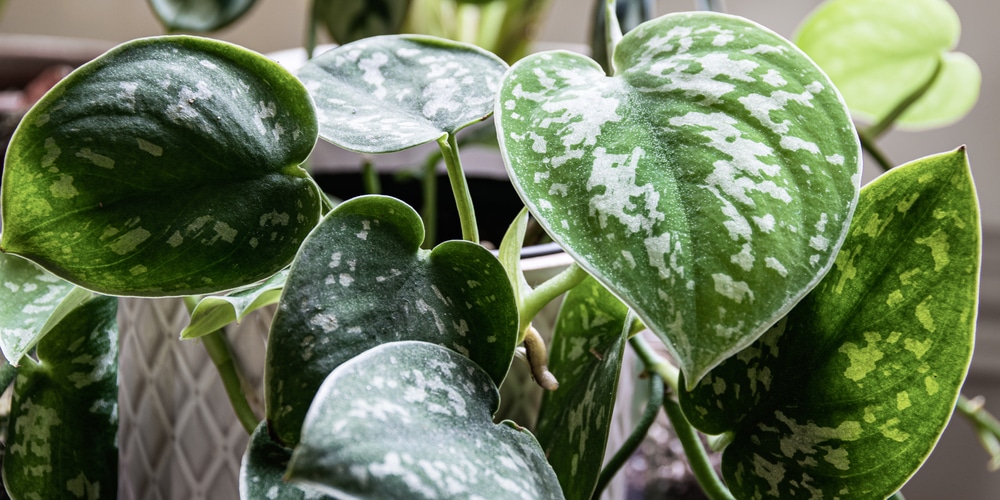 Satin Pothos