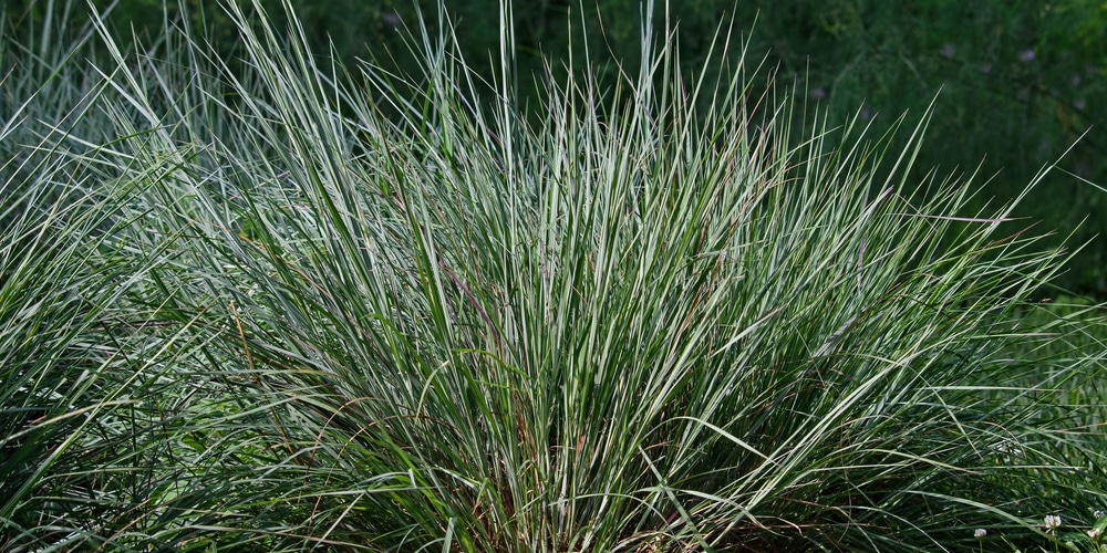 Schizachyrium scoparium natural missouri grass