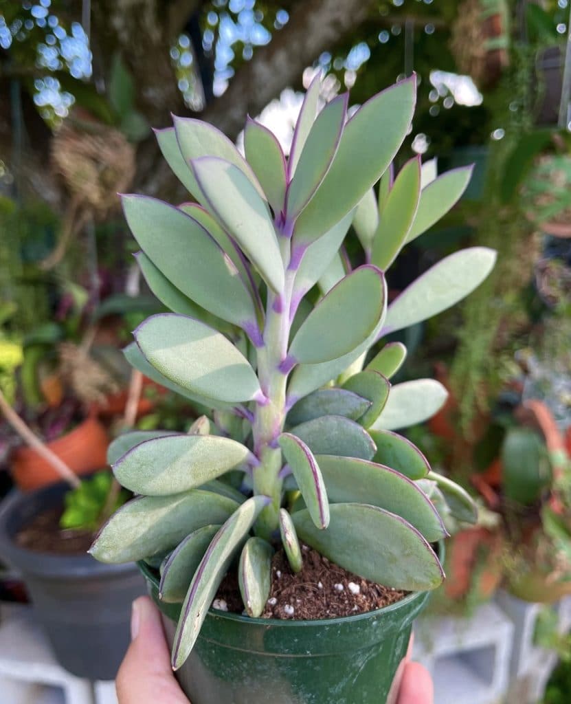 Senecio Crassimu