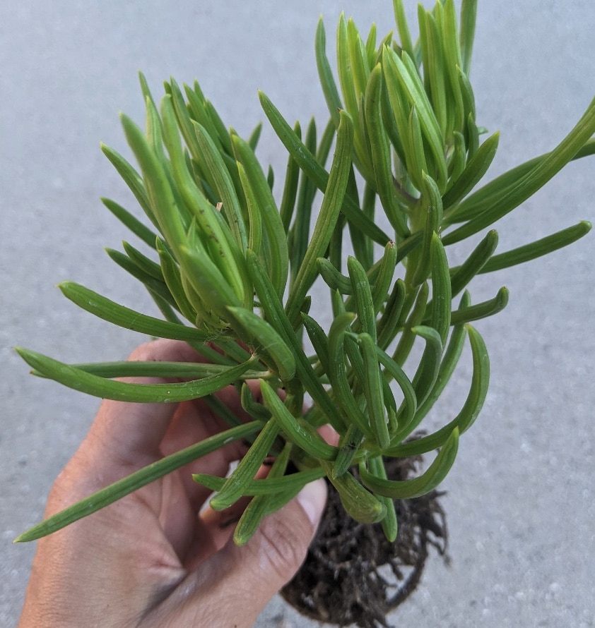 Senecio Cylindricu