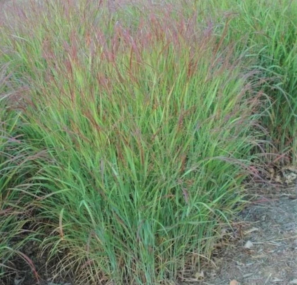 Shenandoah Switchgrass Care