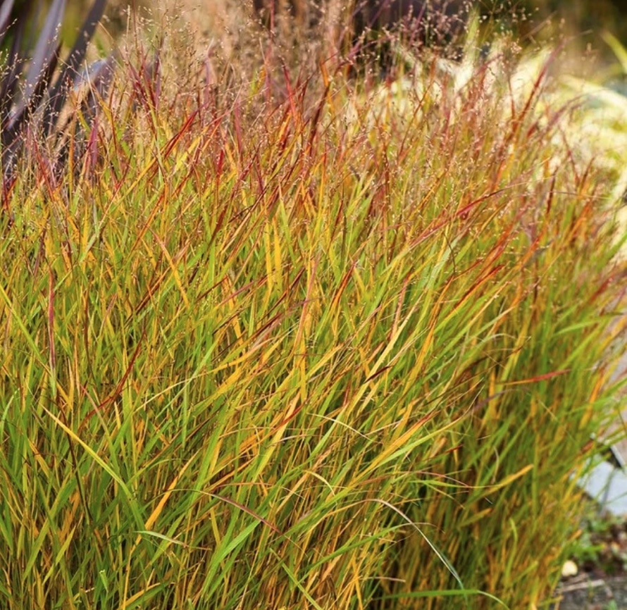 Shenandoah Switchgrass Common Pests