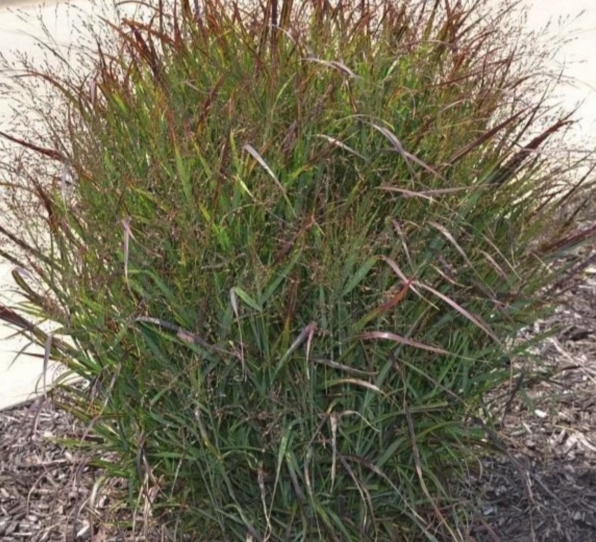 ornamental grasses michigan