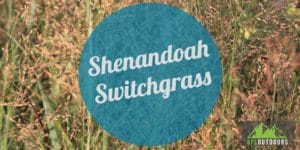 Shenandoah switchgrass guide