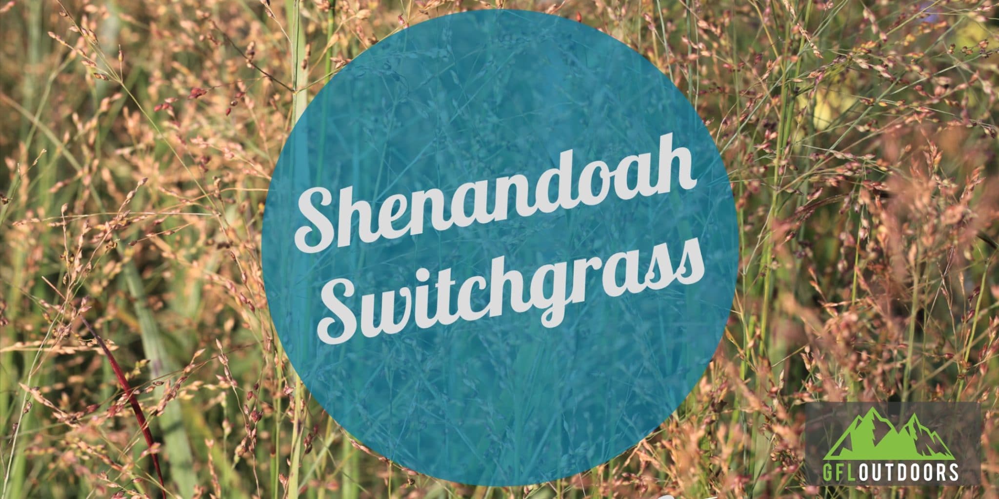 Shenandoah Switchgrass Growth and Care GFL Outdoors