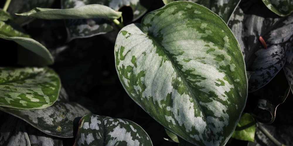 Silver Satin Pothos Care