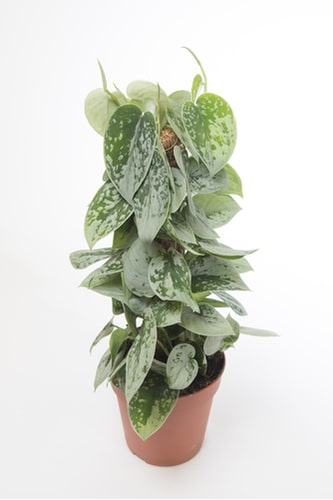 Silvery Ann pothos care