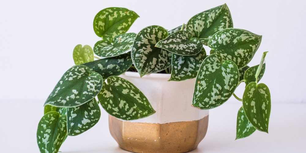 Silvery Ann pothos