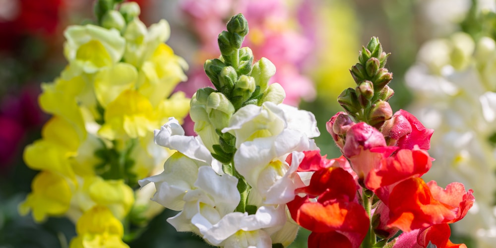 do snapdragons bloom all summer