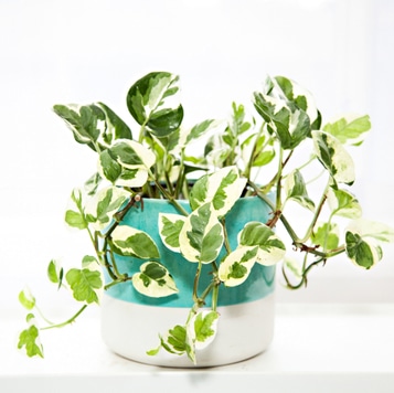 Snow Queen Pothos Care