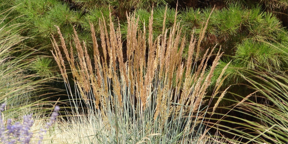  Plants that Look Like Corn But Isn't 