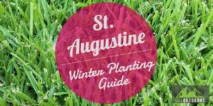 Saint Augustine Grass Winter Care Guide
