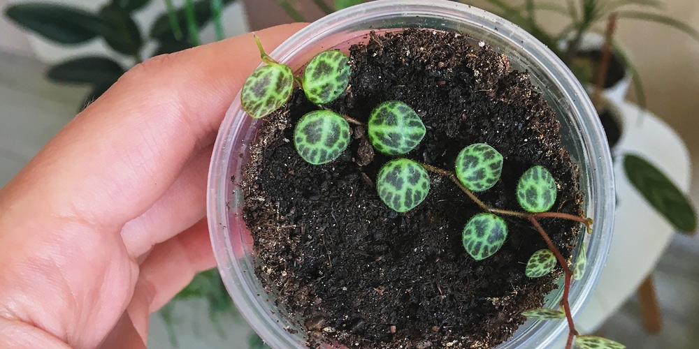 Propagating a String of Turtles by Leaf