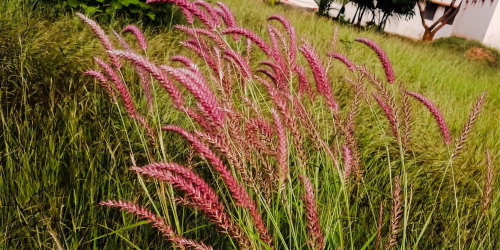 Winter Ornamental Grass Choices