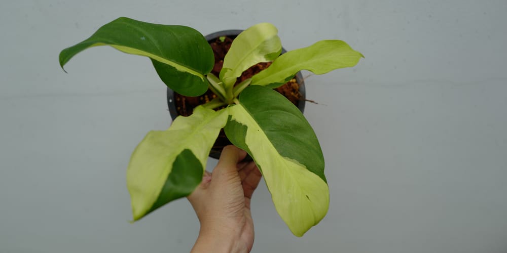 Thai Sunrise Philodendron