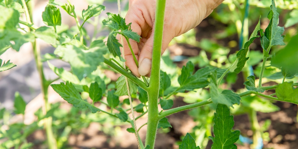 Best time to plant Tomatoes in TX