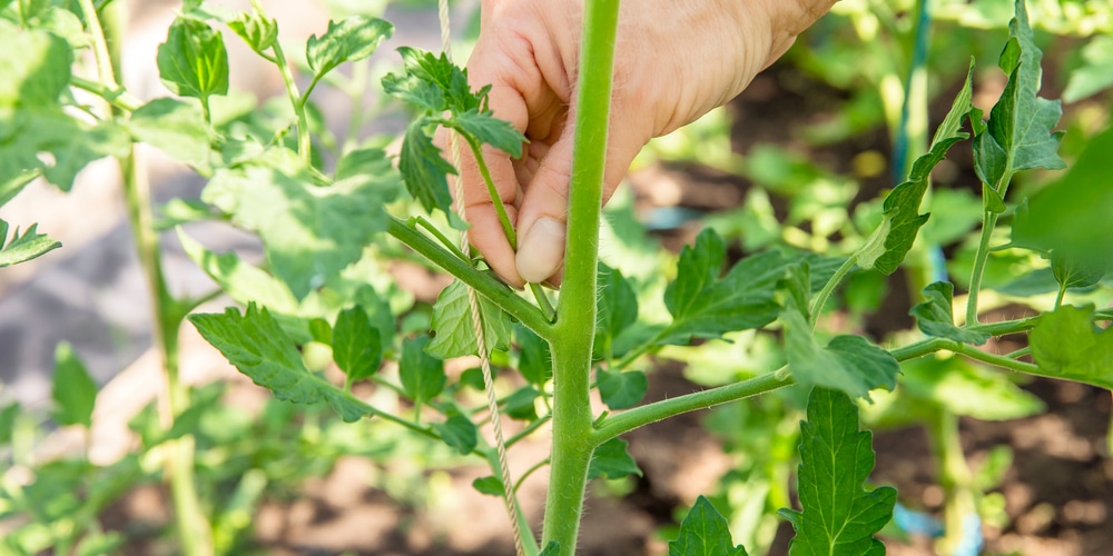 Growing Tomatoes When To Plant Tomatoes In Texas GFL Outdoors