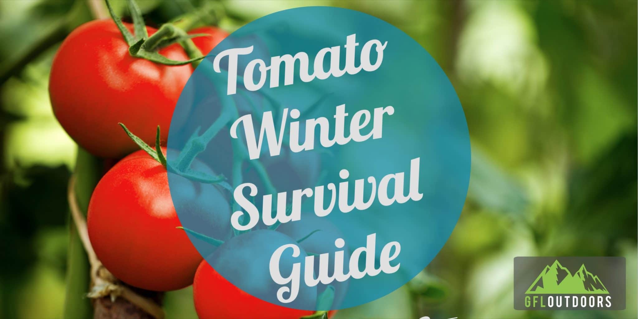 Tomato Plant Winter Care Can you keep tomatoes alive in winter?