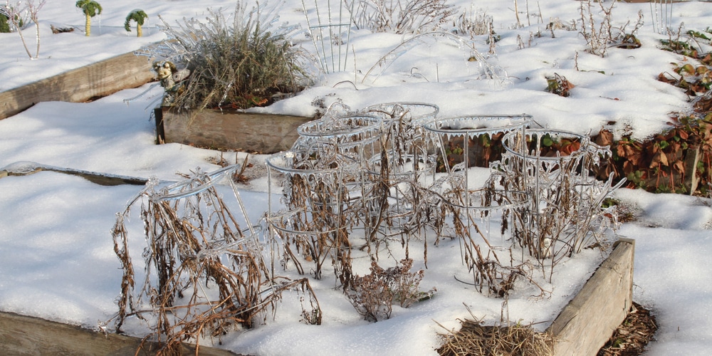 How to Kill Weeds in Winter