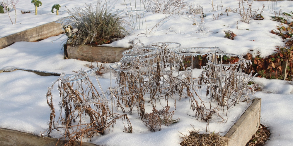 Tomatoes Dead in Winter