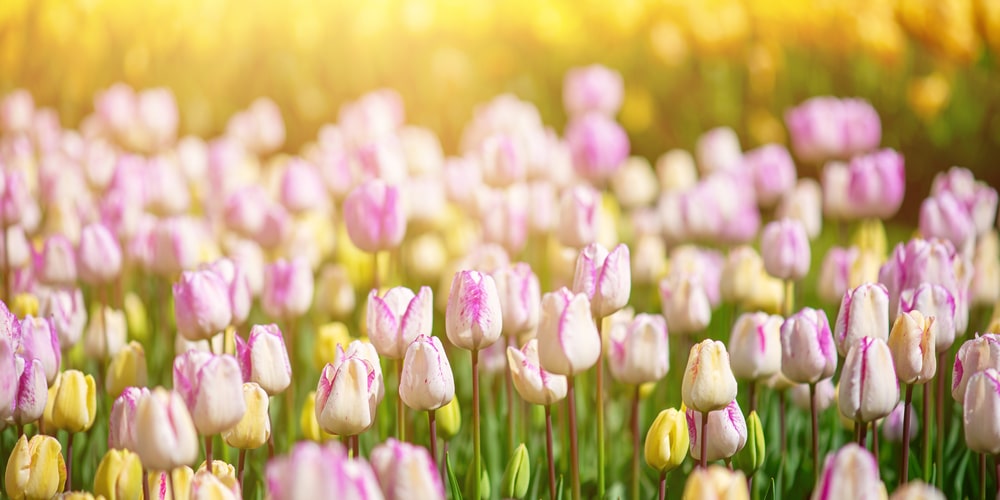 Tulips in a Texas Winter