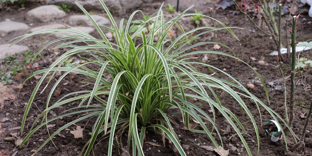 Variegated Ribbon Grass Care