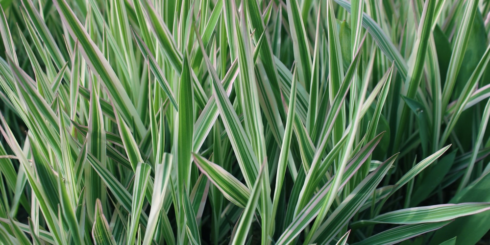 Variegated Ribbon Grass